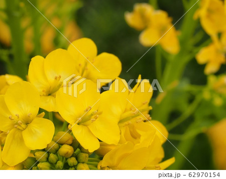 菜の花 菜の花 62970154