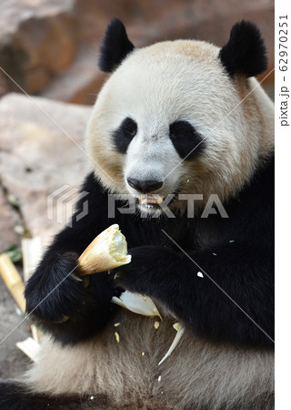 ジャイアントパンダ 62970251