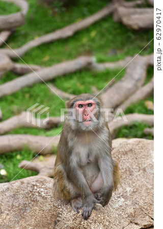 サル 62970417