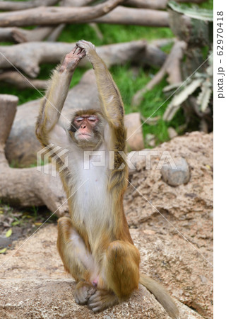 サル サル 62970418