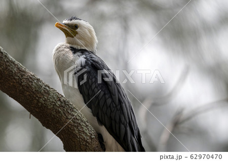 Little Pied Cormorant against natural background in Queensland 62970470