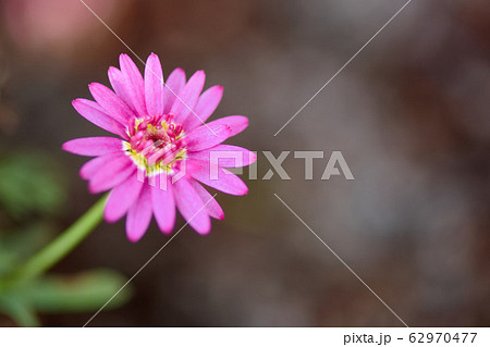菊 キク 菊の花 62970477