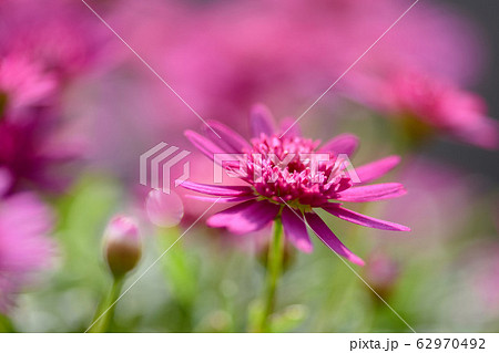 菊 キク 菊の花 62970492