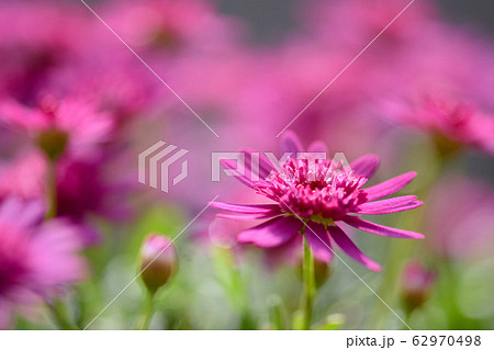 菊 キク 菊の花 62970498