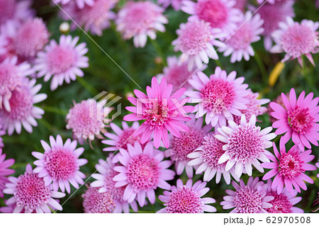 菊 キク 菊の花 62970508