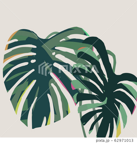 モンステラ　葉　monstera　カラフル 62971013