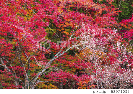 滋賀　百済寺　境内紅葉 62971035