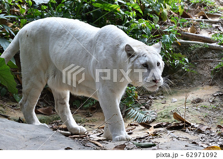 ホワイトライオン ホワイトライオン 62971092