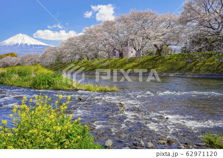 桜　富士山　【富士市　龍厳淵】　 62971120