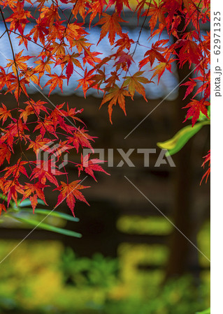 滋賀 百済寺 境内紅葉 滋賀 百済寺 境内紅葉 62971325