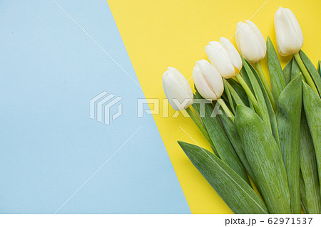 Beautiful white tulips on multicolored paper backgrounds with copy space. Spring, summer, flowers, color concept, women's day Beautiful white tulips on multicolored paper backgrounds with copy space. Spring, summer, flowers, color concept, women's day 62971537