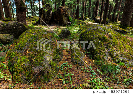Pine forest with rocks and green moss 62971562