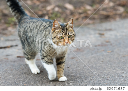 トップス MIXTA TABBY CAT WALKKING TRAIL CN SWEAT Embroidered Grey Tabby Cat Hoodie – Wild Whimsy Woolies