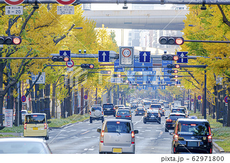 大阪　御堂筋　いちょう 62971800