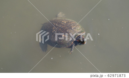 水辺の生き物 水辺の生き物 62971873