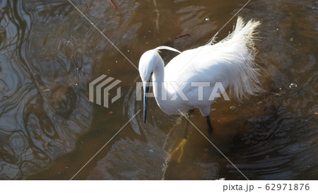 水辺の生き物 水辺の生き物 62971876