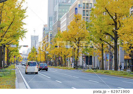 大阪 御堂筋 いちょう 大阪 御堂筋 いちょう 62971900