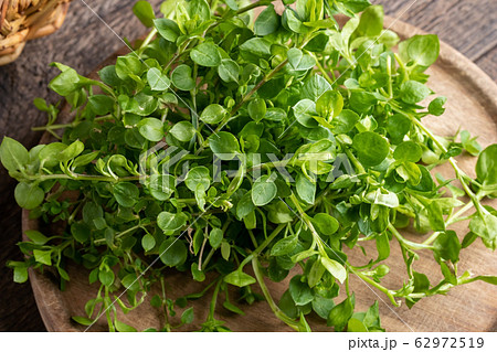 Chickweed or Stellaria media - a wild edible plant 62972519