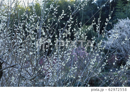 梅の花 梅の花 62972558
