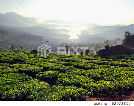 A tea plantation in Munnar, Kerala, India. High contrast morning image with a water body in the background 62972819