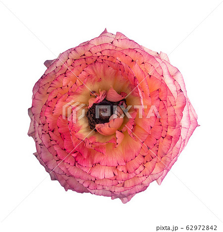 Ranunculus blossom on white 62972842