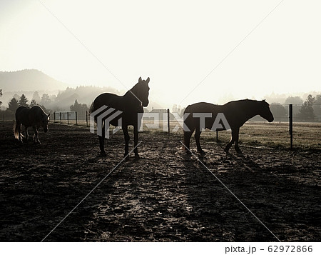 Horses at sunset in the muddy field Horses at sunset in the muddy field 62972866