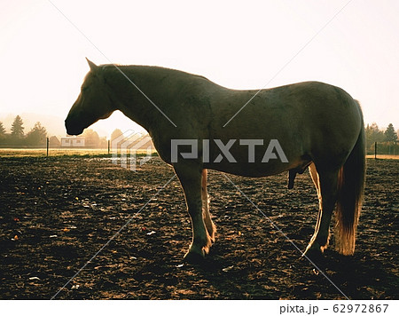 Nice fat horses grazing grass on a mountain meado Nice fat horses grazing grass on a mountain meado 62972867