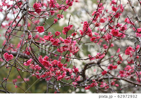 雨の梅林 62972932