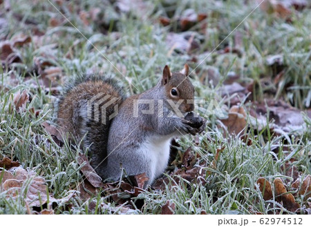 Close up of european grey squirrel in frosty winter scene Close up of european grey squirrel in frosty winter scene 62974512