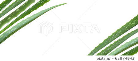 Realistic aloe vera vector illustration on white 62974942