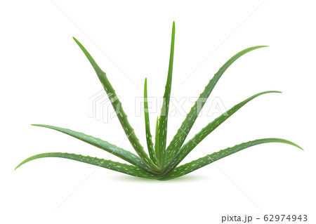 Realistic aloe vera vector illustration on white 62974943
