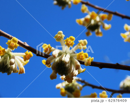 光則寺 ミツマタ  Kousokuji temple and Oriental paperbush 62976409