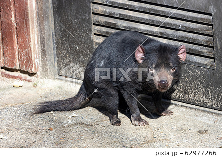 タスマニアデビル 多摩動物公園 タスマニアデビル 多摩動物公園 62977266