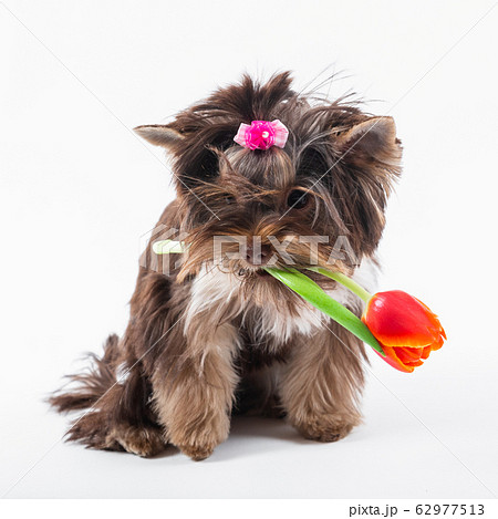 Cute puppy holds a flower in its teeth. Yorkshire 62977513