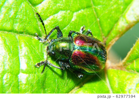 アカガネサルハムシ 62977594