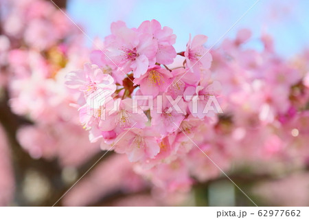 河津桜の花 62977662