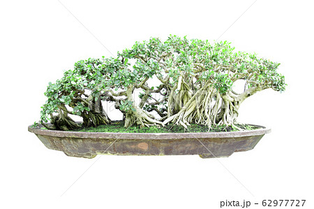 green bonsai banyan tree with a white background green bonsai banyan tree with a white background 62977727