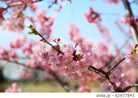 河津桜の花 62977843