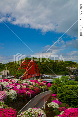 ツツジ 音戸の瀬戸公園のツツジ ツツジ 音戸の瀬戸公園のツツジ 62977964