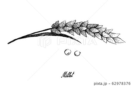 Hand Drawn of Ripe Millets on White 62978376