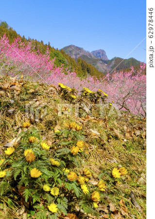 福寿草と紅梅咲く丘(縦) 福寿草と紅梅咲く丘(縦) 62978446