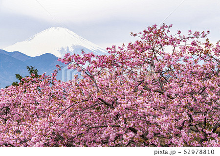 【神奈川県】河津桜と富士山 松田町 【神奈川県】河津桜と富士山 松田町 62978810