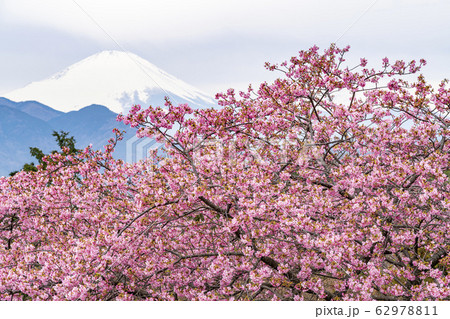 【神奈川県】河津桜と富士山　松田町 62978811