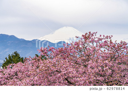 【神奈川県】河津桜と富士山 松田町 【神奈川県】河津桜と富士山 松田町 62978814
