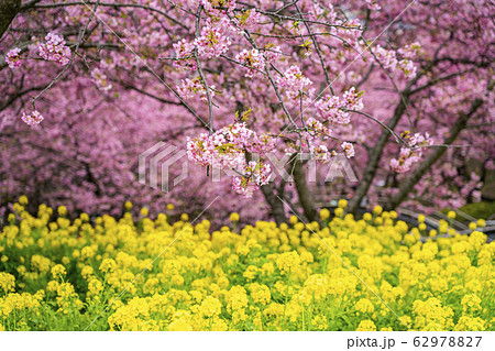 【神奈川県】河津桜と菜の花 【神奈川県】河津桜と菜の花 62978827