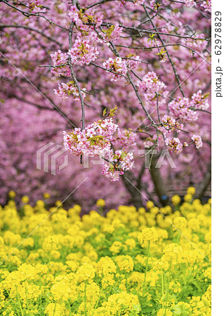 【神奈川県】河津桜と菜の花 【神奈川県】河津桜と菜の花 62978829