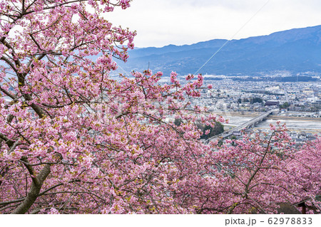 【神奈川県】河津桜 松田町 【神奈川県】河津桜 松田町 62978833