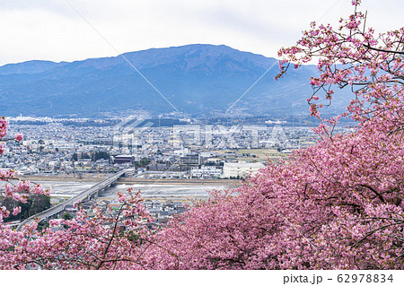 【神奈川県】河津桜　松田町 62978834