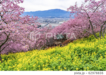 【神奈川県】河津桜と菜の花 松田町 【神奈川県】河津桜と菜の花 松田町 62978836
