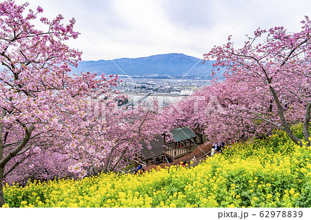 【神奈川県】河津桜と菜の花 松田町 【神奈川県】河津桜と菜の花 松田町 62978839